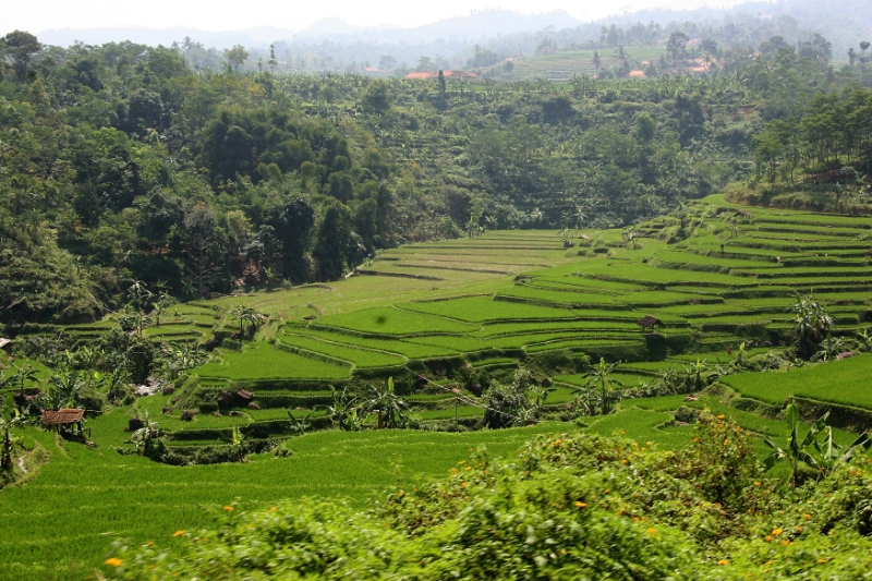 Rice paddies between Jakarta and Yojyakarta, Java Indonesia 1.jpg - Indonesia Java. Rice paddies between Jakarta and Yojyakarta